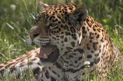 Visiting Animals & Wildlife Conservation at Cumbria's Favourite Zoo