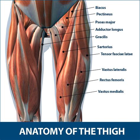 Sartorius Tendonitis | Muscle tear, Sartorius muscle, Thigh muscles