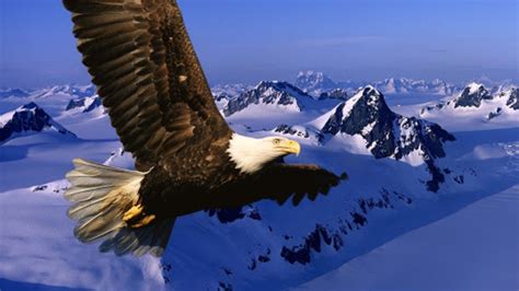 Spectacular Eagle flying over the Mountains - YouTube