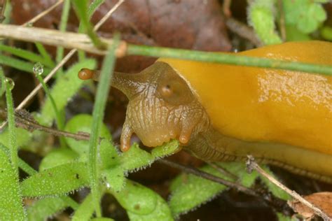 Banana Slug munching a seedling - slugs have teeth?? | Flickr