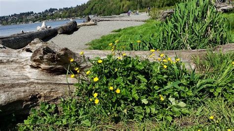 Seahurst Beach Park (Burien) - 2021 All You Need to Know BEFORE You Go (with Photos) - Tripadvisor