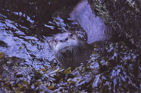 Buzz's Marine Life of Puget Sound: RIVER OTTER FAMILY AT ALKI