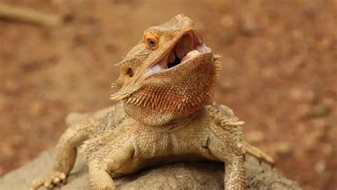 Bearded Dragon: Care Guide & Species Profile | Everything Reptiles