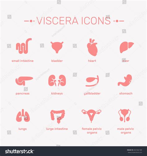 Viscera Vector Illustration. The Internal Human Organs Icons Set ...