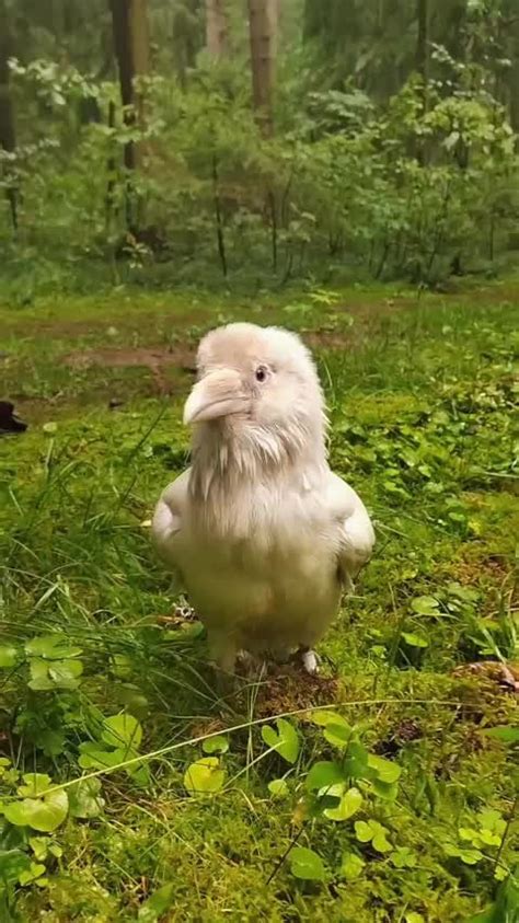 A white raven : r/aww