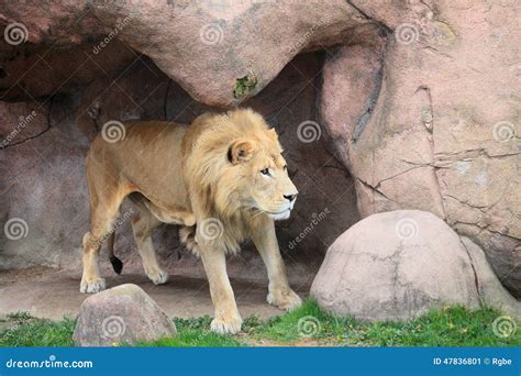 Lion stock image. Image of hunt, nature, wildlife, travel - 47836801