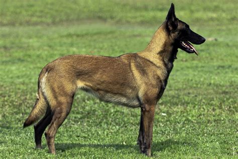 Top 10 Best Guard Dogs | TopTeny.com | Belgian malinois dog, Belgian dog, Best guard dogs