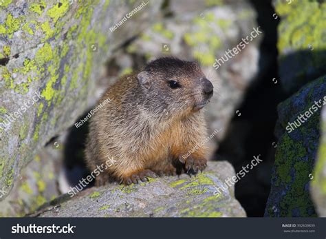 Baby Marmot Marmota Marmota Natural Habitat Stock Photo 392609839 ...