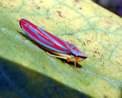Graphocephala coccinea (Red-banded leafhopper) (Scarlet-and-green leafhopper)