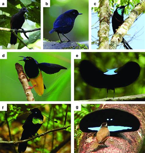 Six species of birds of paradise and one close relative. a, b Species... | Download Scientific ...