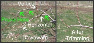 Pruning Peach Trees with Simple Instructions and Pictures | Pruning peach trees, Peach tree care ...