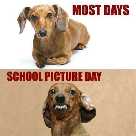 24 Dachshund Memes That Will Totally Make Your Day - SayingImages.com