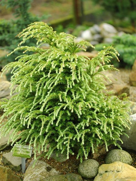 Buy Tsuga canadensis 'White Fountain' Canadian Hemlock | Conifer Kingdom