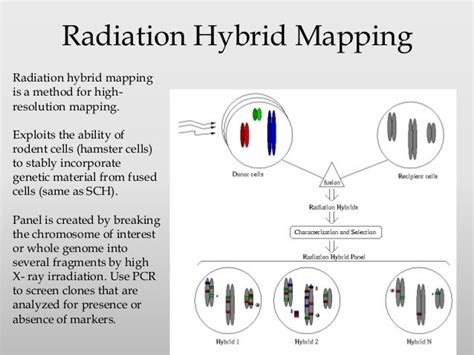 Gene mapping