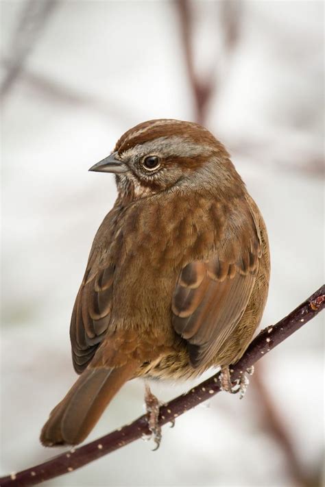 308 best images about Birds of Washington State on Pinterest | Passerine, Tree swallow and ...