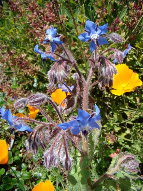 Leaves of Plants: Borage