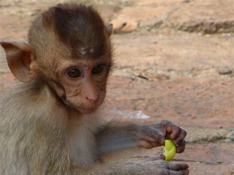 Lopburi Monkey Temple – MadeByMark.com