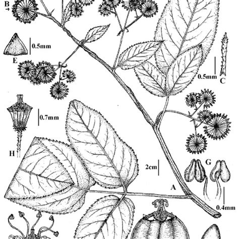 Aralia devendrae. A: Flowering branch. B: Terminal umbel. C: Bracteole.... | Download Scientific ...