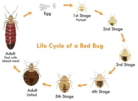 Bed Bug Removal | Bed Bug Exterminator, Treatment & Control