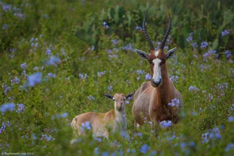 Spectacular South Africa Wildlife Photos | Adventure Travel blog | The ...