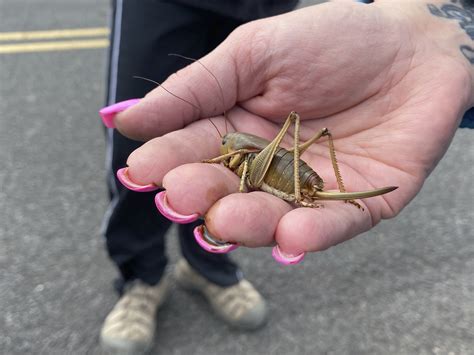 Plaga de langostas, alentada por la sequía, amenaza los campos de Oregon | Noticias Univision ...