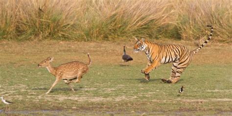 Top 10 facts about Tigers | WWF