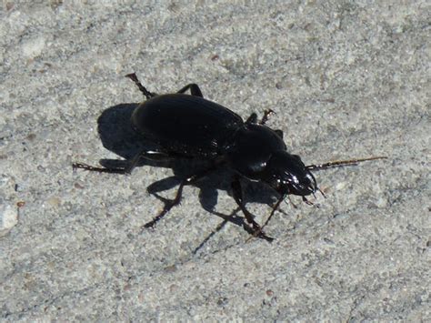 Common Black Ground Beetle | Project Noah