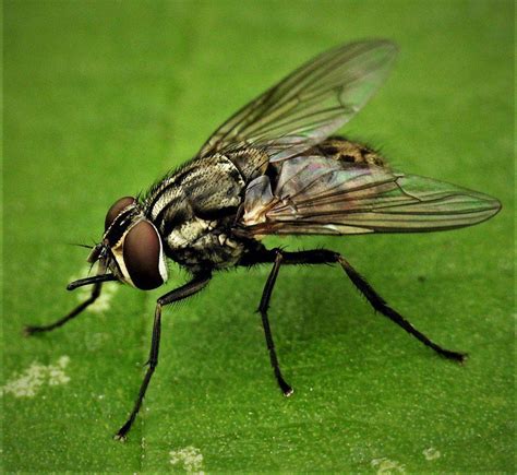 Shoo, flies … please Three varieties of biting flies are painfully tormenting | Local Sports ...