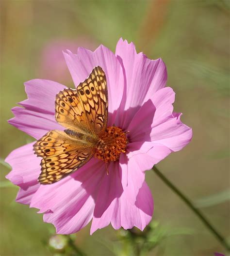 PUPPY PATHS - RVing Full-Time: Butterflies, Bees and Flowers!!