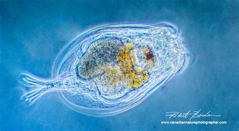 Microscopic life in ponds and rainwater by Robert Berdan - The Canadian Nature Photographer