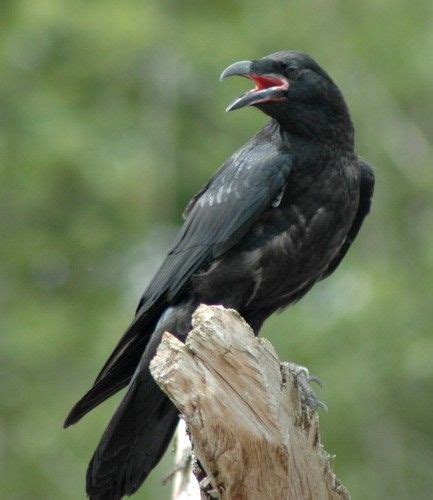 raven cawing photo - Google Search | Raven bird, Animals, Bird pictures