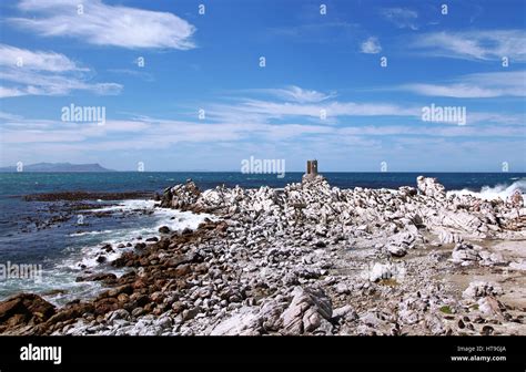 colony of Cape cormorants, South Africa Stock Photo - Alamy