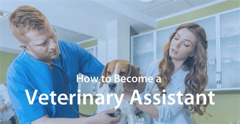 How to Become a Veterinary Assistant | Salary & Requirements