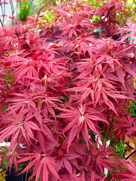 Dwarf japanese maple - noredmaxi