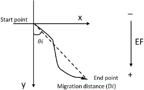 Schematic illustration of analysis of cell migration | Download ...