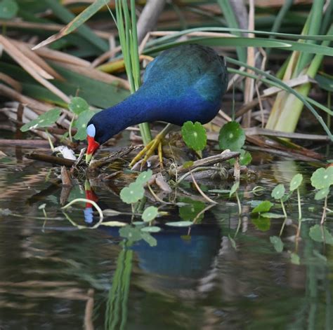 Purple Gallinule – Flying Lessons