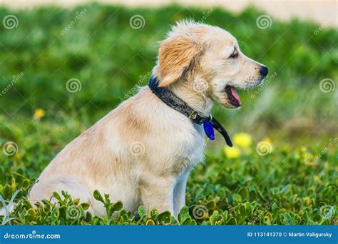 Cute Golden Retriever Puppy Exploring the Beach Stock Photo - Image of ...