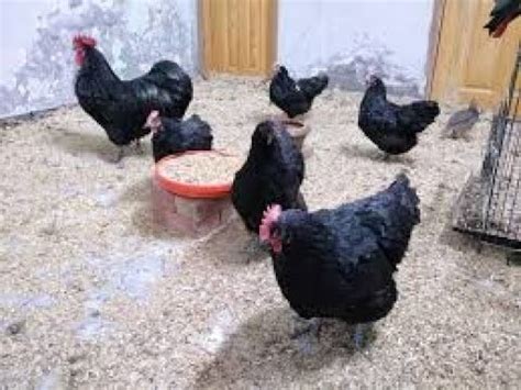 Australorps breeders || Australorps hen farming || Australorp eggs collecting 18-09-2020 - YouTube