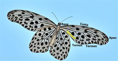 Butterflies of Singapore: Butterfly Anatomy