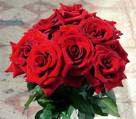 Rosas rojas, las más bellas