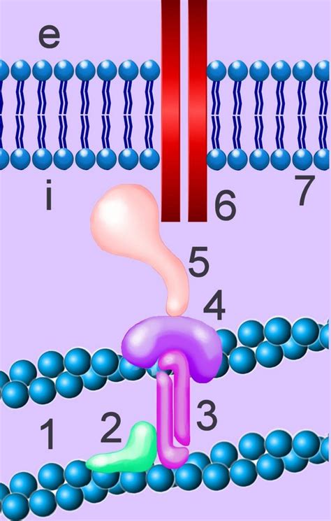 Cell Biology: adhesion