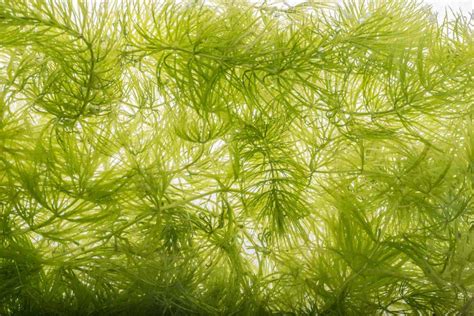 Hornwort: The Complete Care Guide | Fishkeeping World