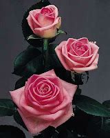 jill's-hydro-roses: Hydroponic Roses Are Worth It