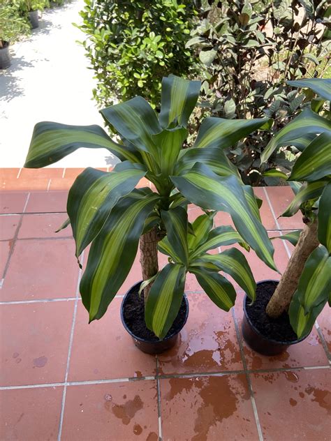 Dracaena (Corn Plant) 100 cm Indoor - نبتة دراسينيا داخلي – Bahrainplants.com