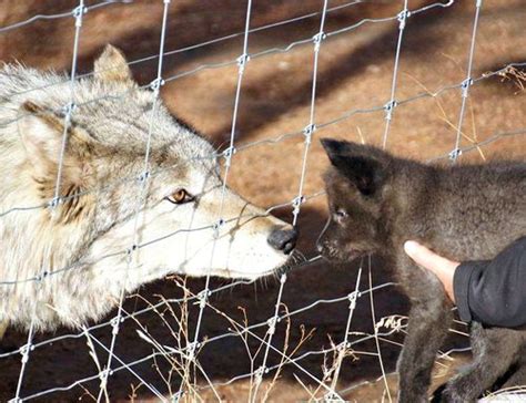 Colorado Wolf and Wildlife Center - ZooBorns