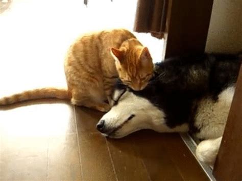 15 Gifs Of Cats Hugging Things