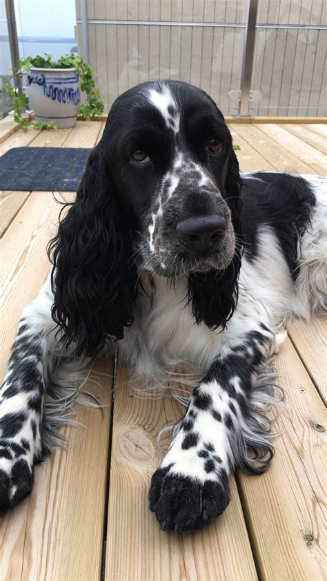 Engelsk springer spaniel #englishcockerspaniel | Black cocker spaniel ...