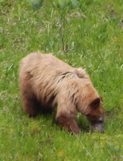 BEARS, AWAKENED AFTER THEIR WINTER HIBERNATION, ARE HUNGRY NOW ...