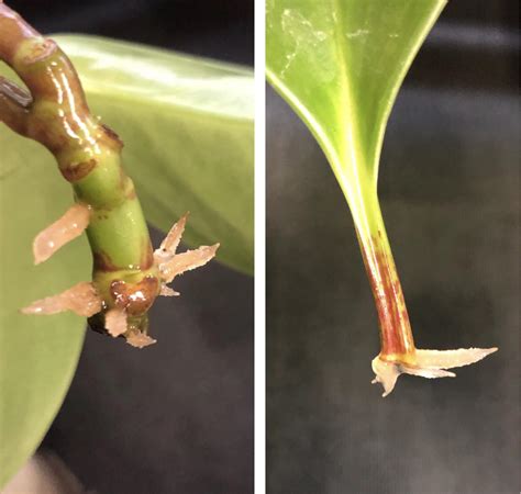 Peperomia obtusifolia cutting and leaf with roots! : r/propagation