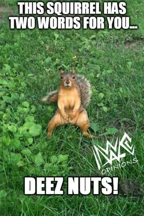 50 Top Squirrel Meme Joke Images and Pictures | QuotesBae